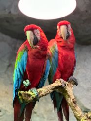 -Zoolung Zoolung动物主题公园(海信广场店)