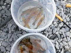 -DGE季风钓虾营地·团建·聚会