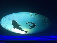 -上海海昌海洋公园