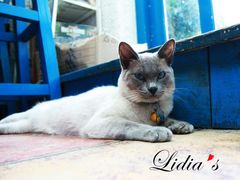 猫-Sirena海妖日咖夜酒