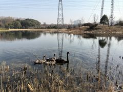 -昆山城市生态森林公园