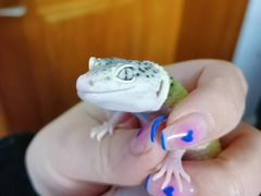 -酷以爬仙阁实体爬宠店·守宫·蜥蜴·专业繁育