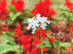 -香蜜公园
