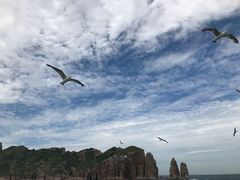 -长岛万鸟岛