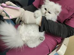 -宠颐生猫科·内科皮肤科(西平世纪城店)