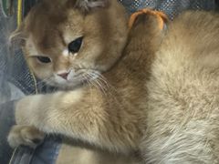 -联合动物医院(光谷诊疗中心)