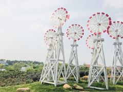 -大塘金香草谷