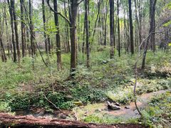 -五营红松林海景区