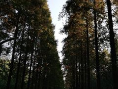 -昆山城市生态森林公园