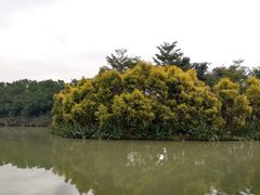 -大湾区中央湿地公园