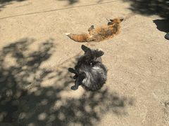 -宫城藏王狐狸村