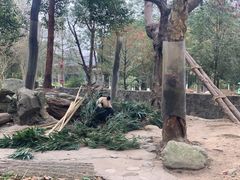 -都江堰中华大熊猫苑