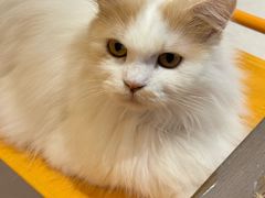 -平行世界·猫咖(首经贸店)