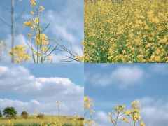 -光明小镇欢乐田园