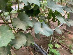 -庞各庄翠芳园西瓜蔬菜基地采摘园