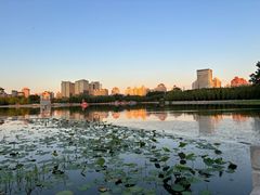 -莲花池公园