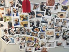 -PETKIT 小佩宠物·低压洗护·美容·寄养(安远店)