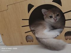 -全心全意连锁动物医院·微创中心·内科急重症·心脏专科(丰管路店)