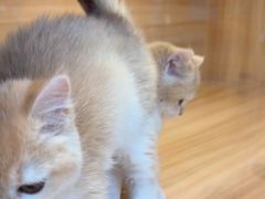-猫十亿·布偶金渐层·曼基康矮脚猫舍(青年路店)