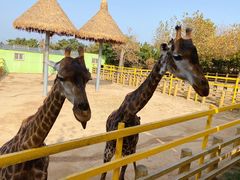 -西霞口神雕山野生动物世界