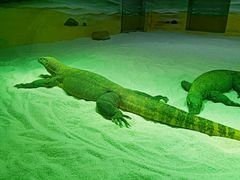 -广州长隆野生动物世界