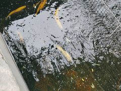 -北京龙庆四季香农家饭庄·灶台鱼·碳烤虹鳟鱼(龙庆峡店)