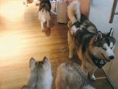 -Husky Go! 哈士奇体验馆·宠物咖啡厅狗咖