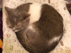 -猫色咖啡·猫咖