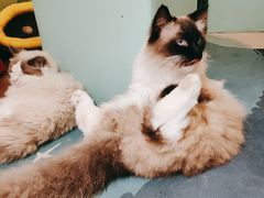 -猫在这儿猫咪咖啡馆·撸猫馆