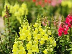 -春花秋色城市公园