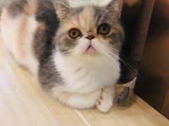 -momokira米努特·德文卷毛猫·棉花面纱犬