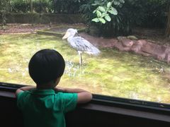-新加坡飞禽公园