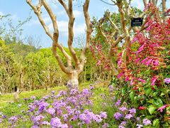 -深圳仙湖植物园
