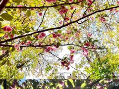 -高东镇樱花园
