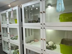 -青奢宠物·青奢猫舍