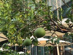 -新发展亚太JW万豪酒店·福苑咖啡厅