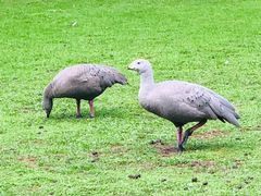 -费瑟代尔野生动物园