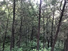 -阳台山自然风景区