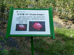 -亚龙湾国际玫瑰谷