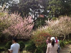 景点-庐山风景区花径公园