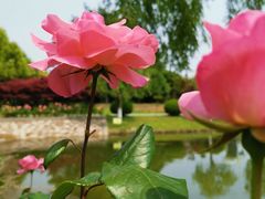 -上海鲜花港