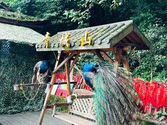 -青城山