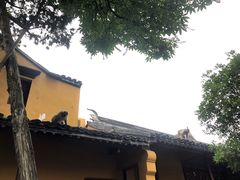-灵岩山风景区