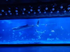 -烟台海昌鲸鲨海洋公园