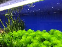 -花鸟鱼虫鲜花绿植市场(玉泉路店)