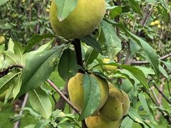 -上海市龙华烈士陵园