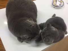 -宠颐生汉谟拉比宠物医院