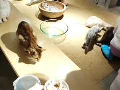 -more than meow吴止猫主题餐厅(承德 中船汇店)