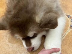 -Let's go狗咖·猫咖·奶狗·桌游(春熙路IFS店)