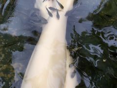 -三亚珠江南田温泉度假区